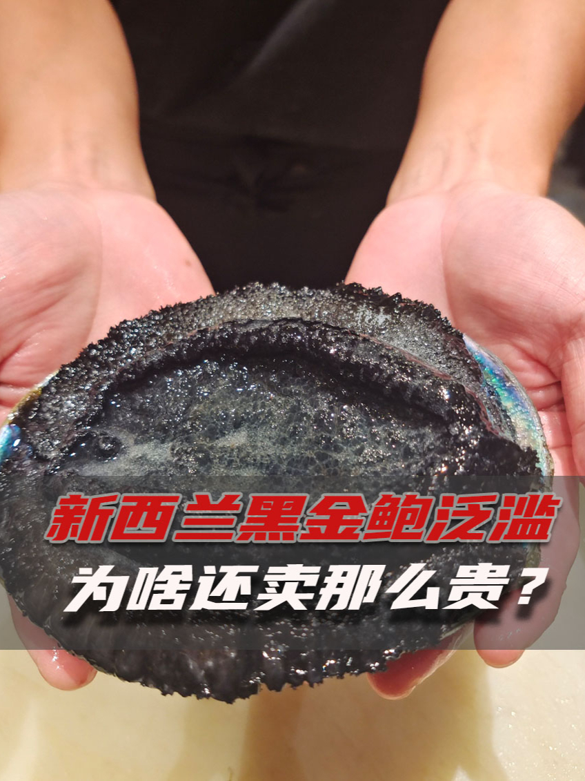 新西兰黑金鲍泛滥,为啥买1只还要500多块?怎么不吃掉它们呢