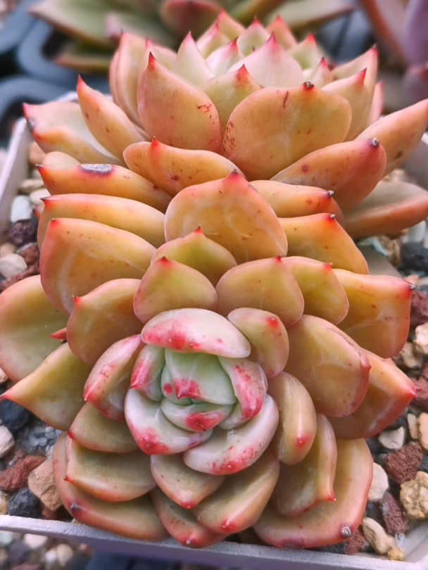 这棵多肉香槟,感觉是越养越不认识了!