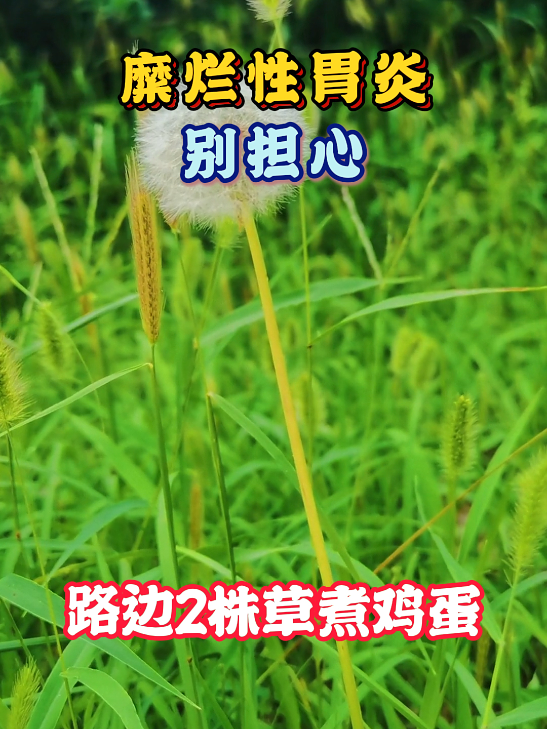 糜烂性胃炎别担心,路边2株草煮鸡蛋