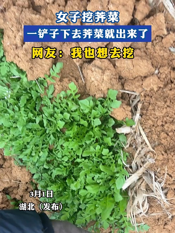 女子挖荠菜,一铲子下去荠菜就出来了,网友:我也想去挖
