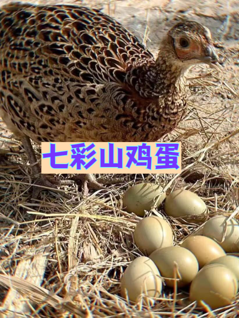 七彩山鸡蛋,天然好味道,全家都爱