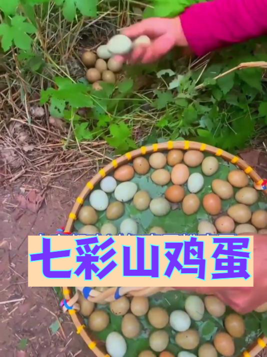 别再花冤枉钱!七彩山鸡蛋,性价比之王来袭