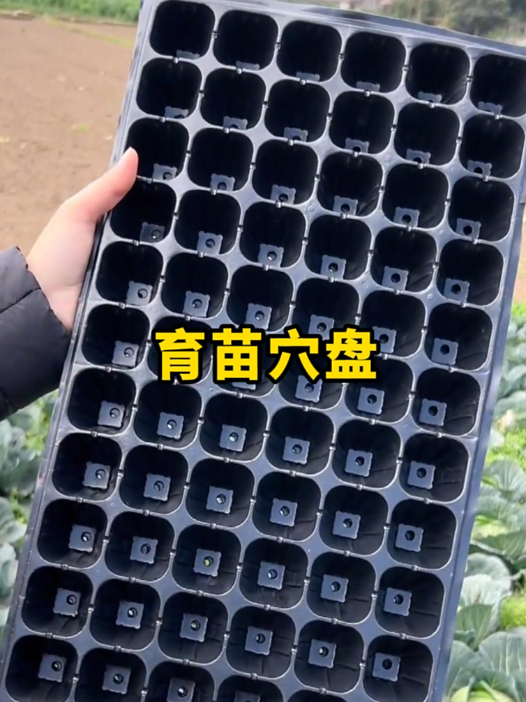 春季是种植瓜果蔬菜的旺季,我会提前在育苗盘里培育好想种的苗子