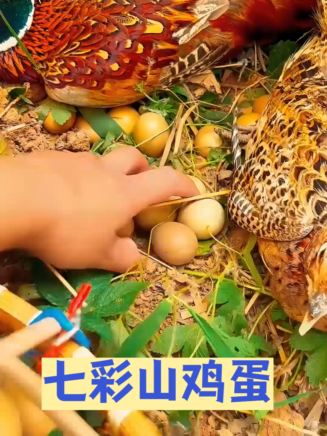 别犹豫!七彩山鸡蛋,错过不再有