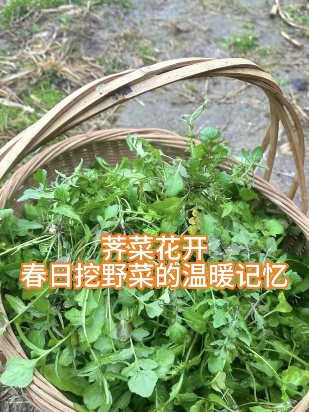 荠菜花开:春日挖野菜的温暖记忆