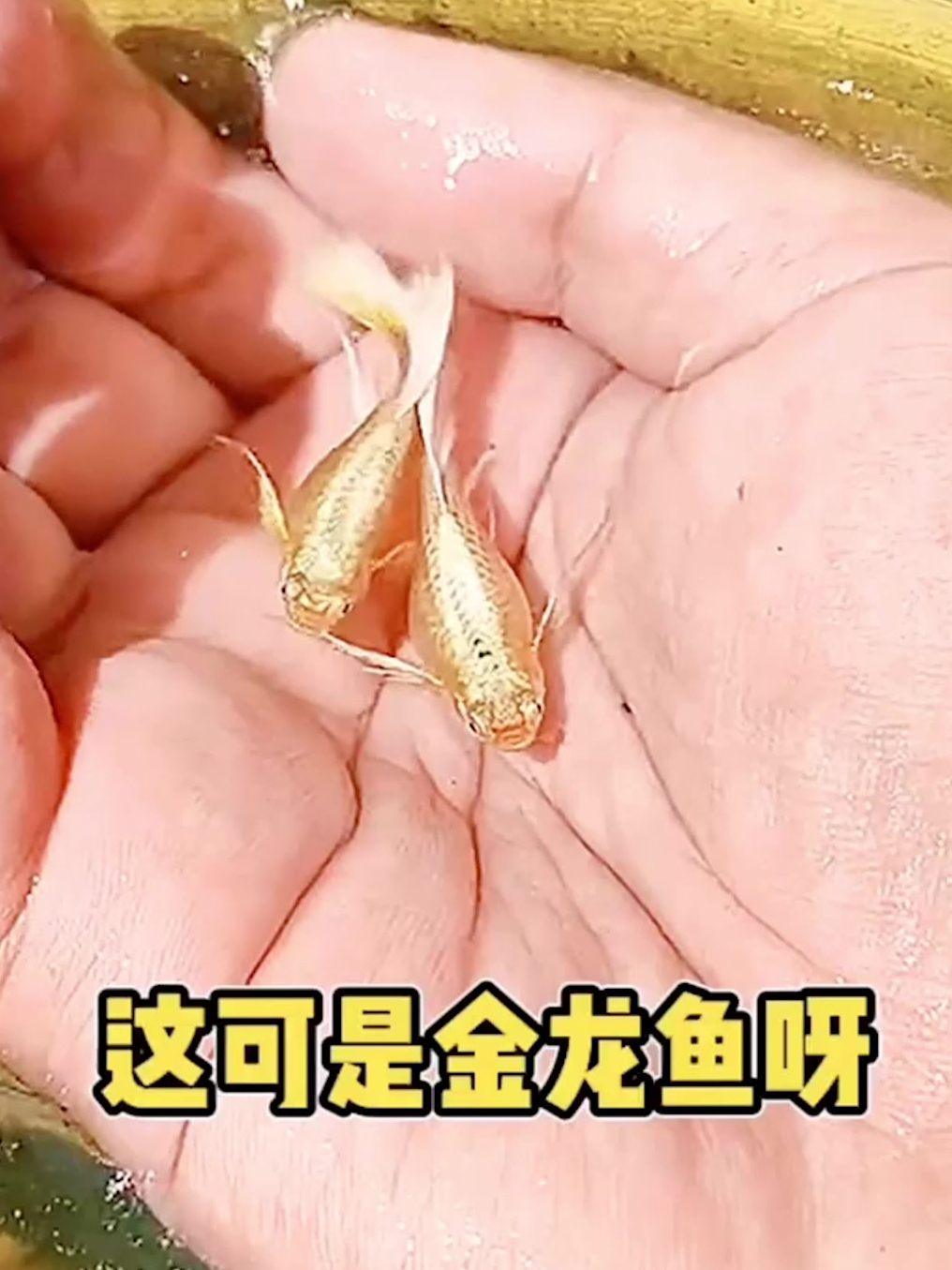 迷你版的小金鱼