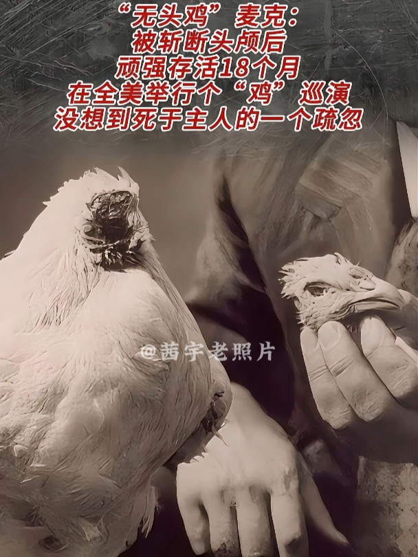 1945 年 “无头鸡” 麦克存活 18 个月,全美巡演后因疏忽死亡