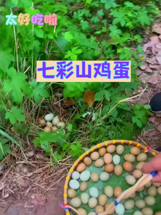普通鸡蛋弱爆了!七彩山鸡蛋营养更胜一筹