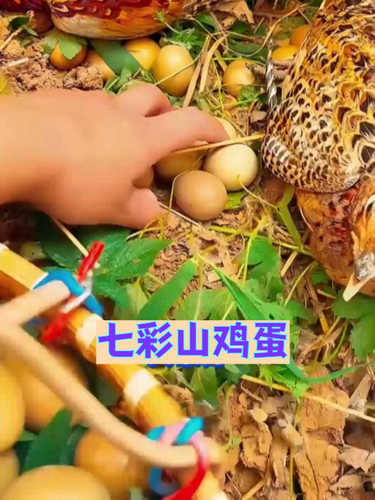 限时疯抢!七彩山鸡蛋,价格低到尖叫