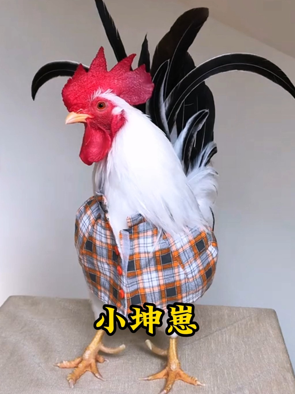 小哥意外发现一只刚孵化的小鸡,将它带回家照顾,长大后惊艳众人