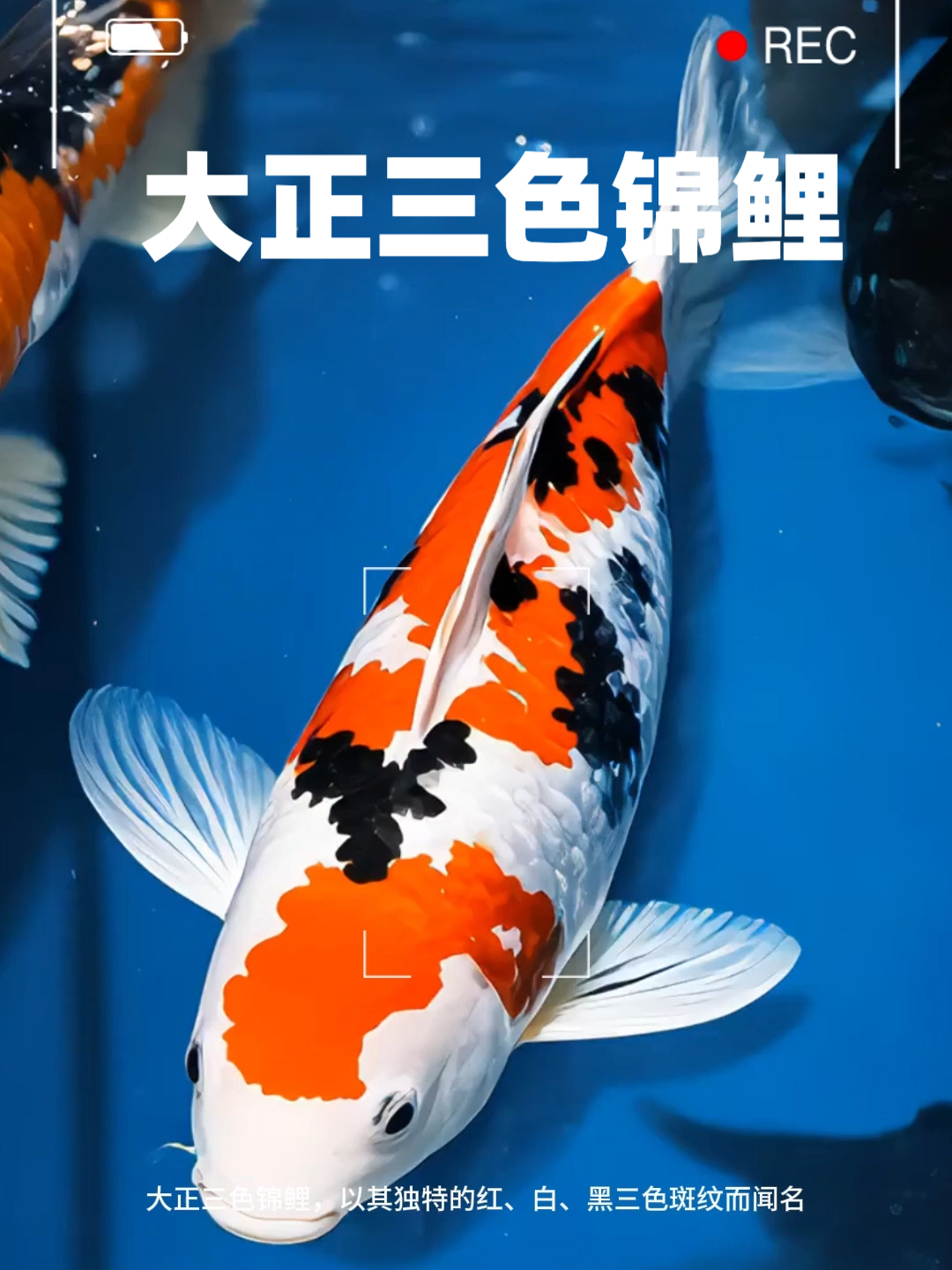 大正三色锦鲤,观赏价值极高的鱼类,还象征着财运和好运