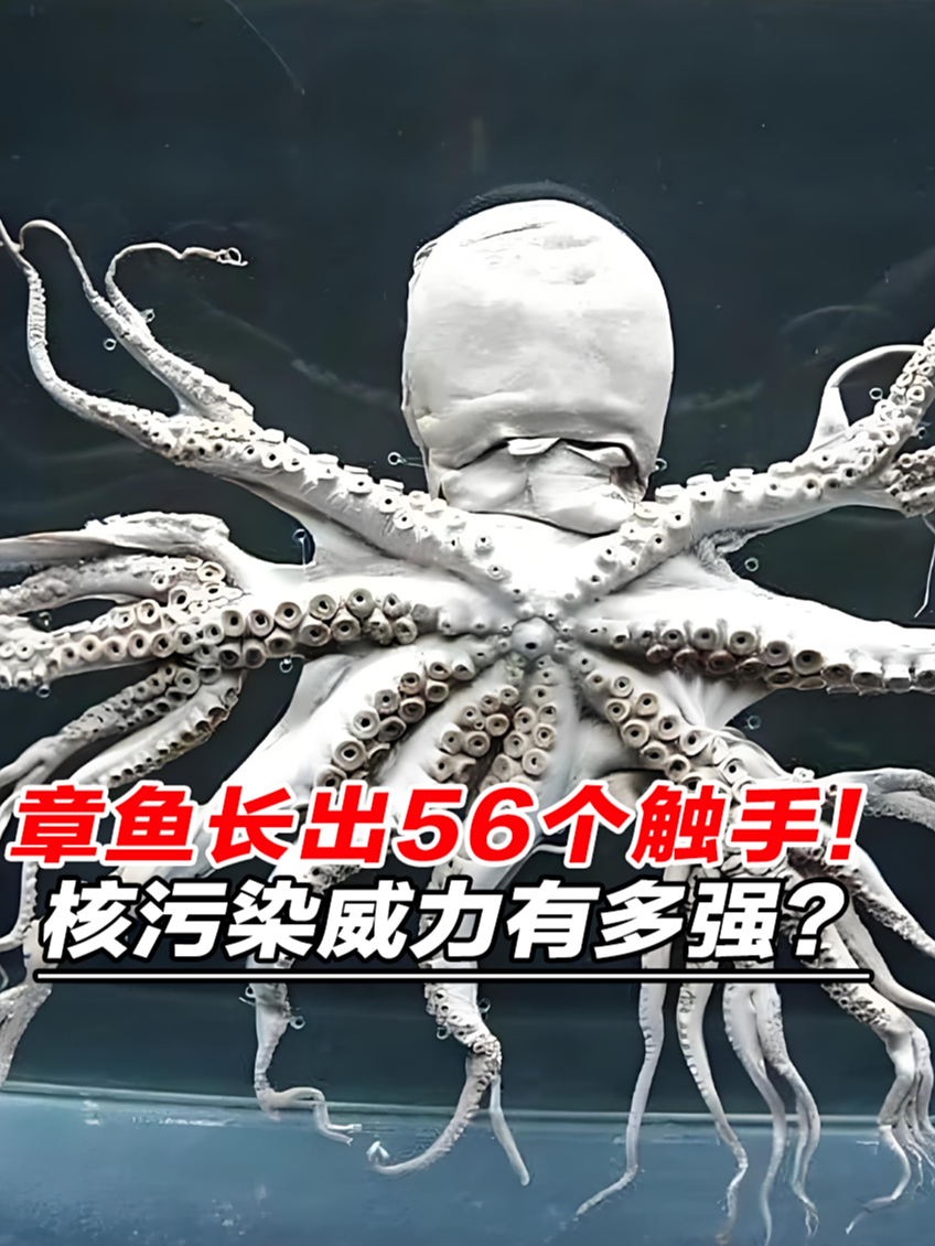核污染的威力有多强大?章鱼长出56个触手,番茄浑身长满“肿瘤”