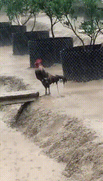 帣ͼƷϵ ѩʱаʺ