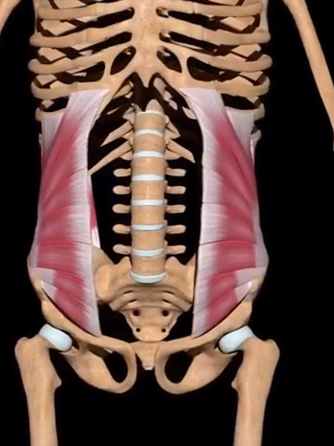 人体肌肉协同工作奥秘