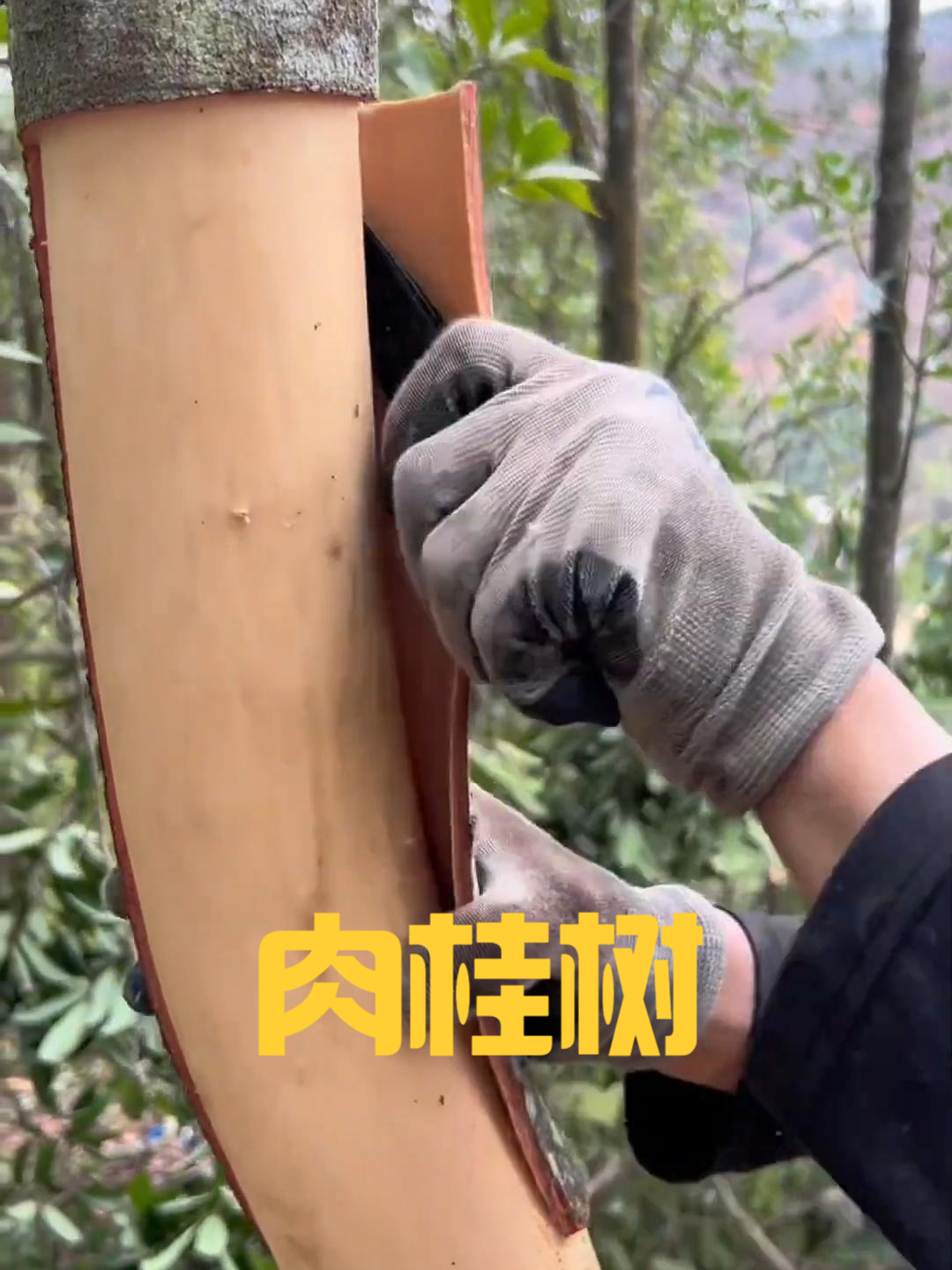 肉桂树的皮被收割后,为什么要把整棵树砍断?