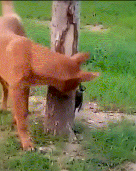 帣ͼƷϵ ѩʱаʺ