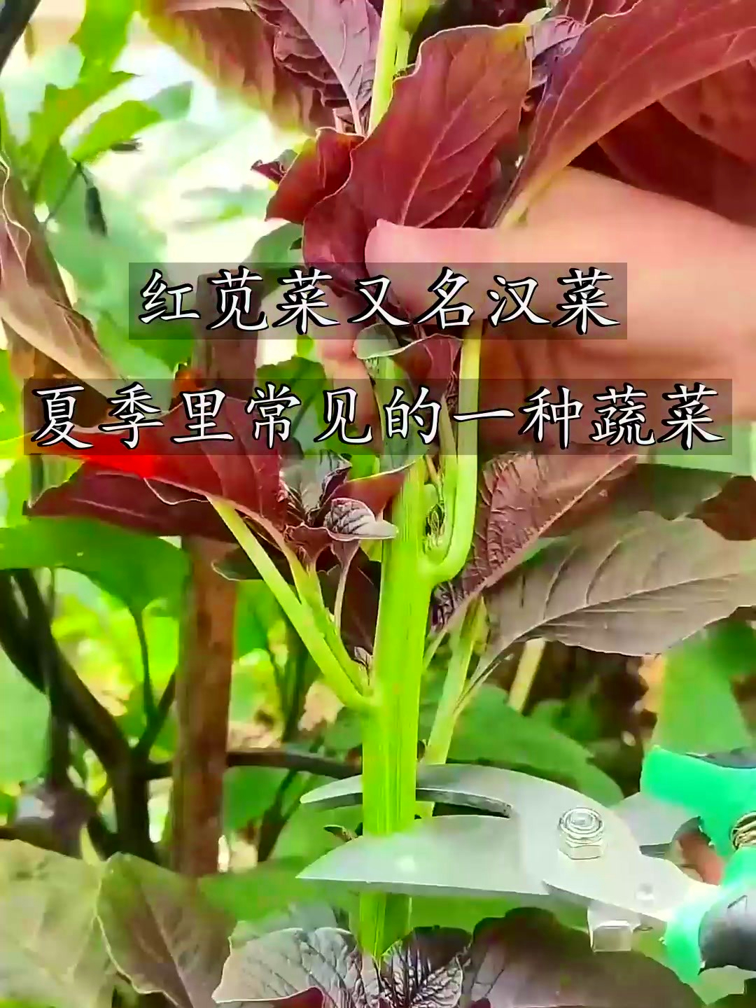 红苋菜又名汉菜,村里的老人会把它采回家,再剪小段晒干存起来