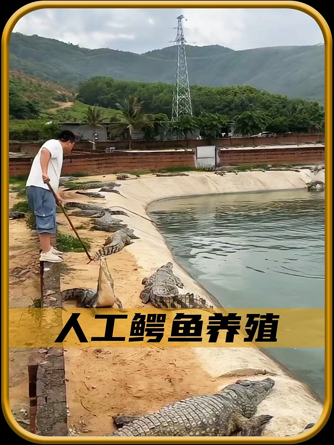 人工养殖鳄鱼的过程!