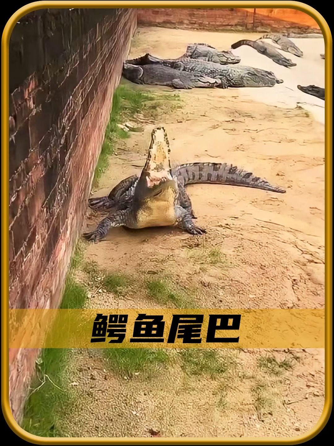 鳄鱼的尾巴断掉后为什么还能动!