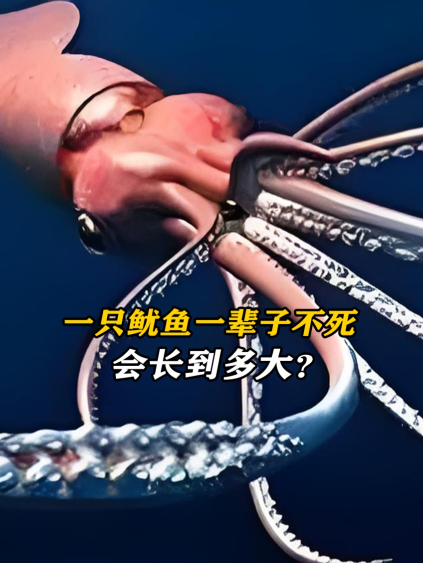 如果一只鱿鱼一辈子不死,会长到多大?网友:够全村人吃上一个月
