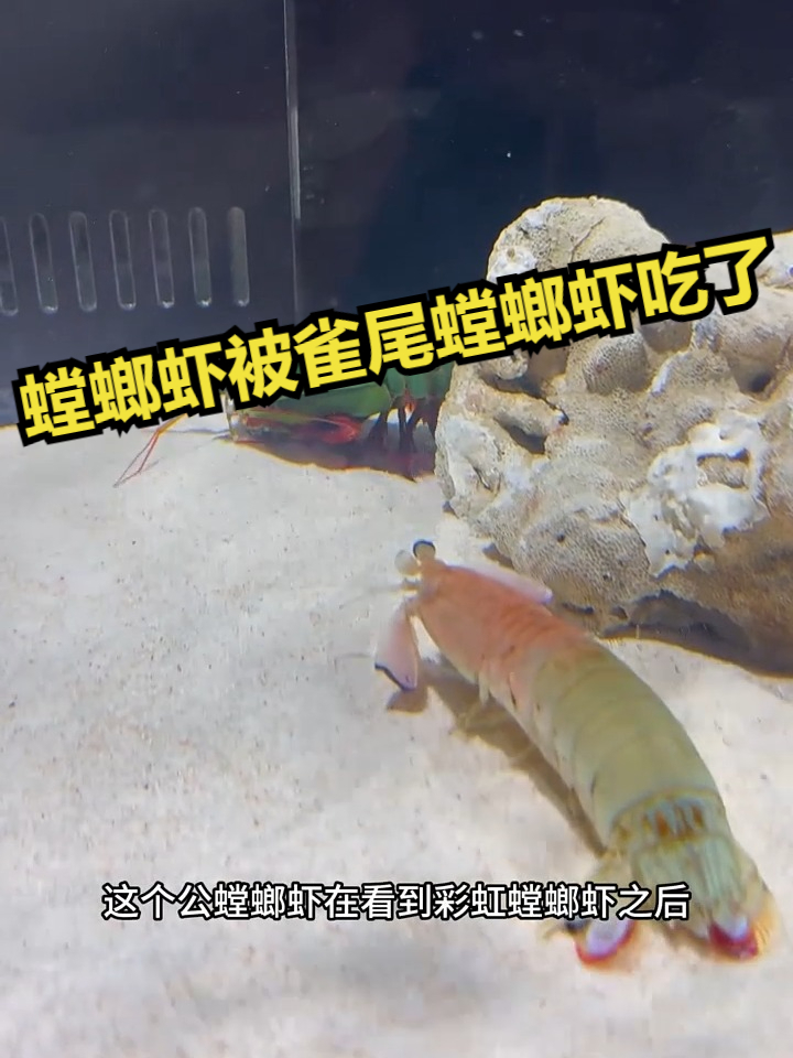 彩虹螳螂虾被雀尾螳螂虾吃了