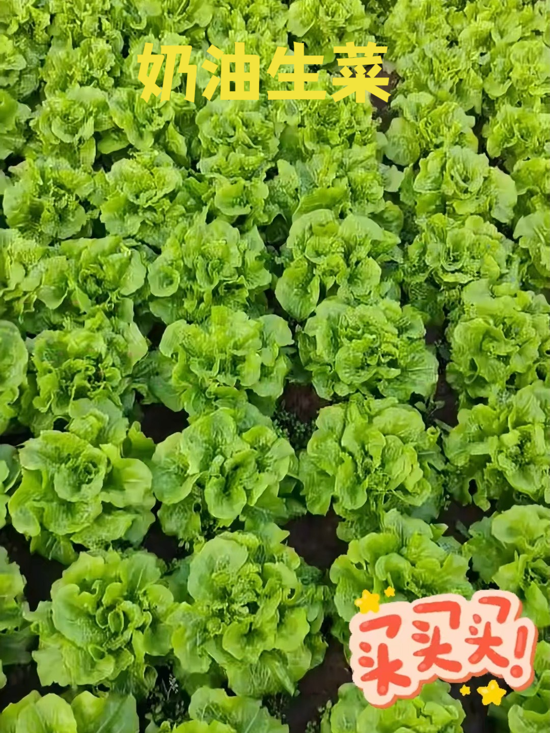 高抗炭疽病奶油生菜种子,让种植更安心