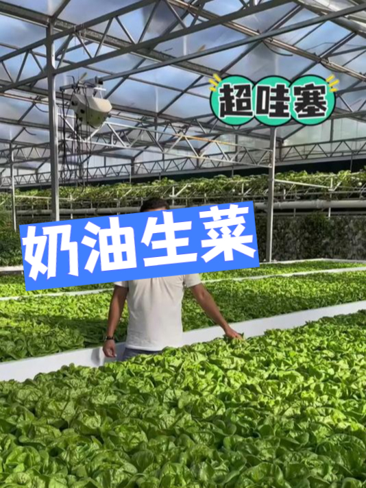 想在花盆里种出好生菜?奶油生菜种子是盆栽好选择