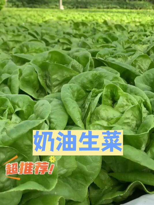 担心蔬菜在阴雨天生病?奶油生菜种子,耐湿抗病能力强