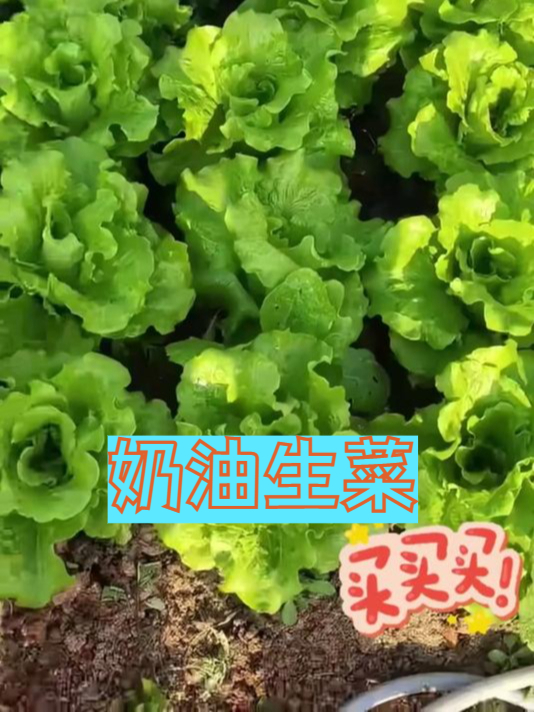 比冰淇淋还绵密的奶油生菜口感