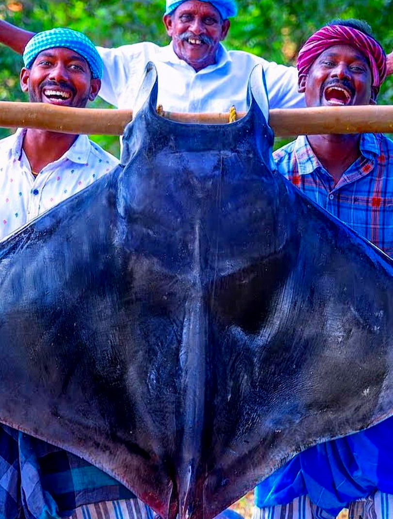 国外都是如何处理重达80斤的大鳐鱼,看起来真的很丝滑很解压啊