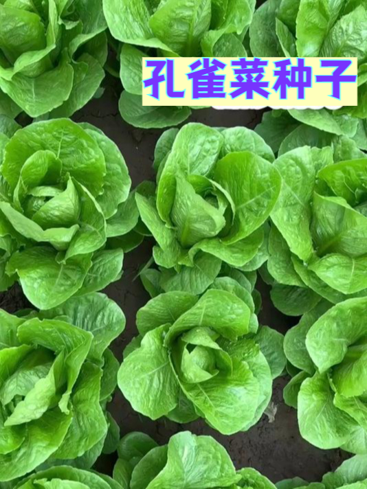 孔雀菜凭什么成为蔬菜界的新宠儿?