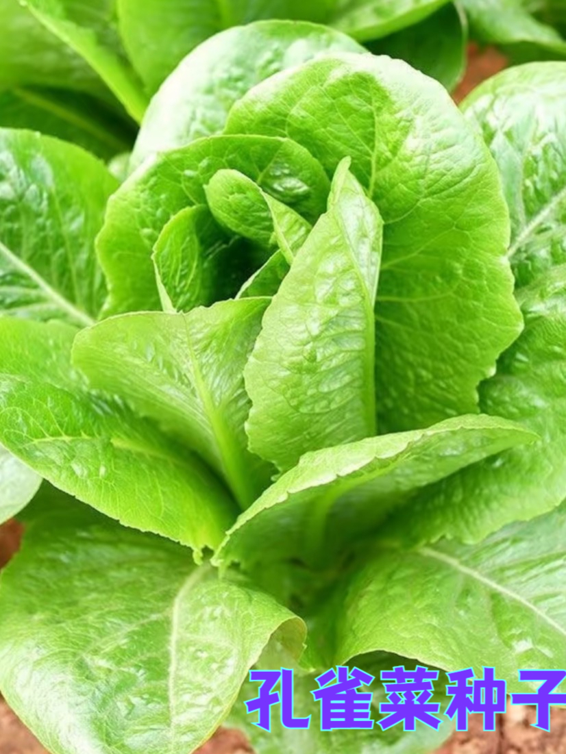 这种神奇的孔雀菜,营养价值能颠覆你认知?
