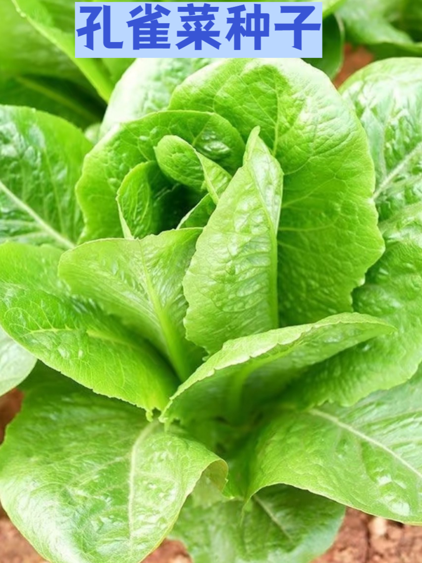 为啥说孔雀菜是蔬菜中的 “潜力股”?