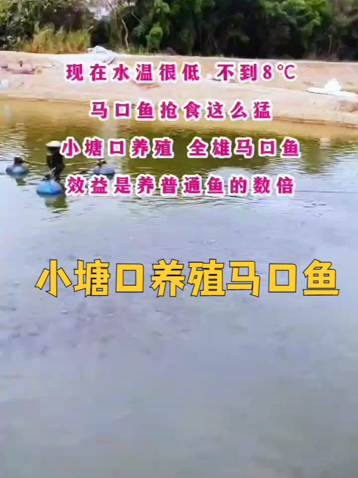农村小池塘养殖什么鱼好?养殖效益高的马口鱼很适合小塘口养殖