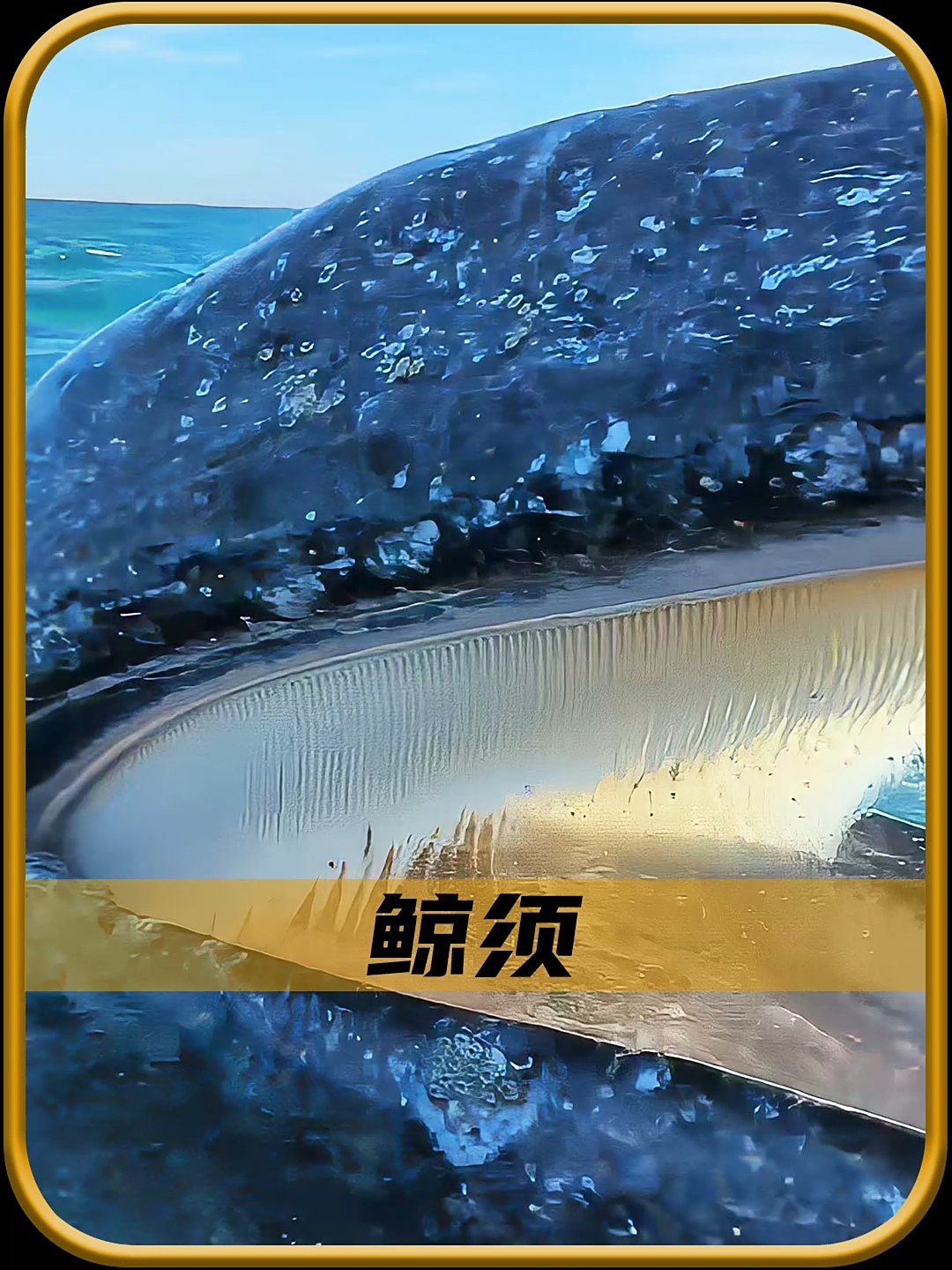 原来鲸鱼的牙齿长这样!