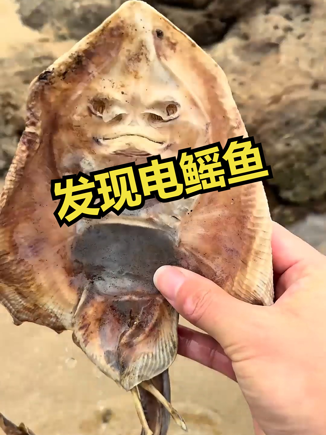 赶海觅食,发现电鳐鱼