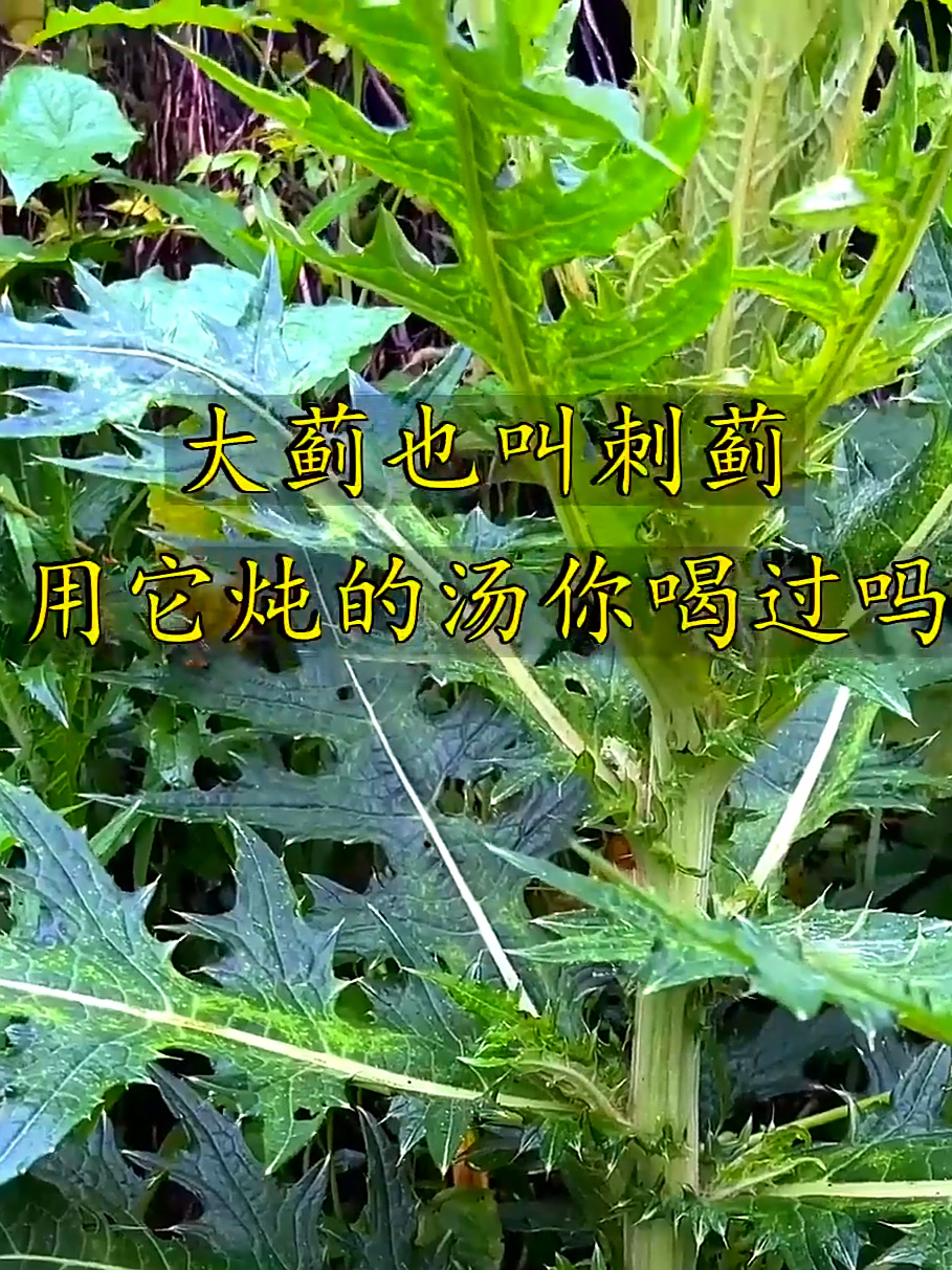 大蓟也叫刺蓟,天气变化身体有点不适应,可以喝点大蓟炖的汤