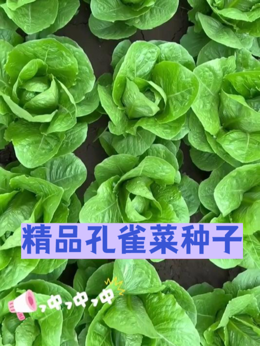 想要美味蔬菜?这款孔雀菜种子绝对不能错过