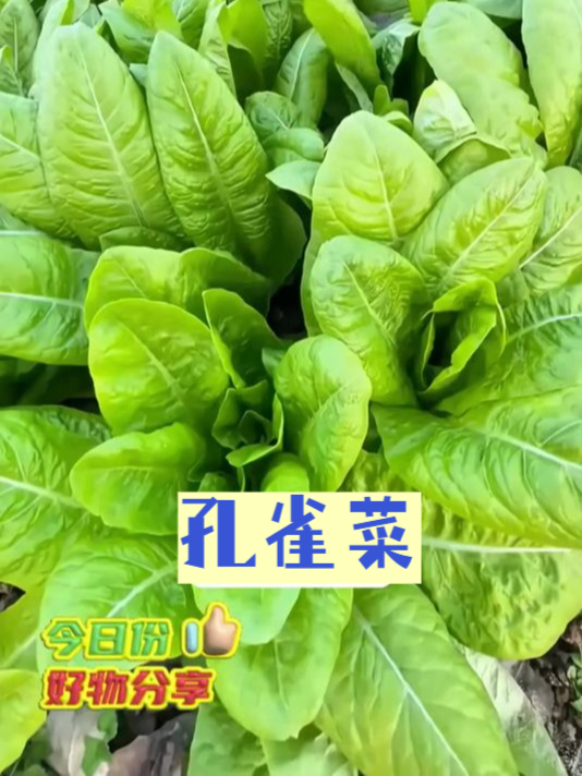 普通蔬菜弱爆了!孔雀菜种子种出的菜才叫绝