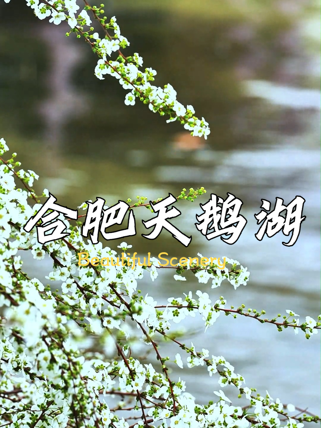 春——合肥天鹅湖随拍