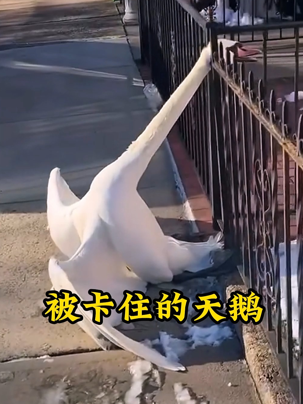 天鹅的脖子意外卡在栏杆上,大叔将它救下,没想到天鹅赖上了他