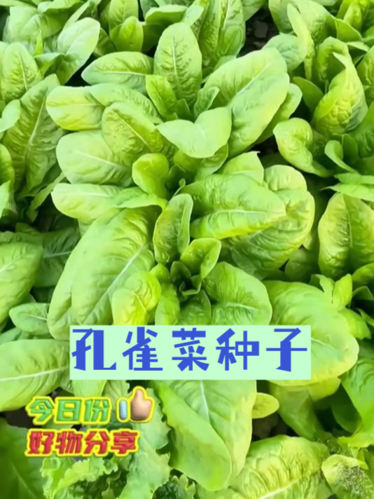 想要美味蔬菜?这款孔雀菜种子绝对不能错过
