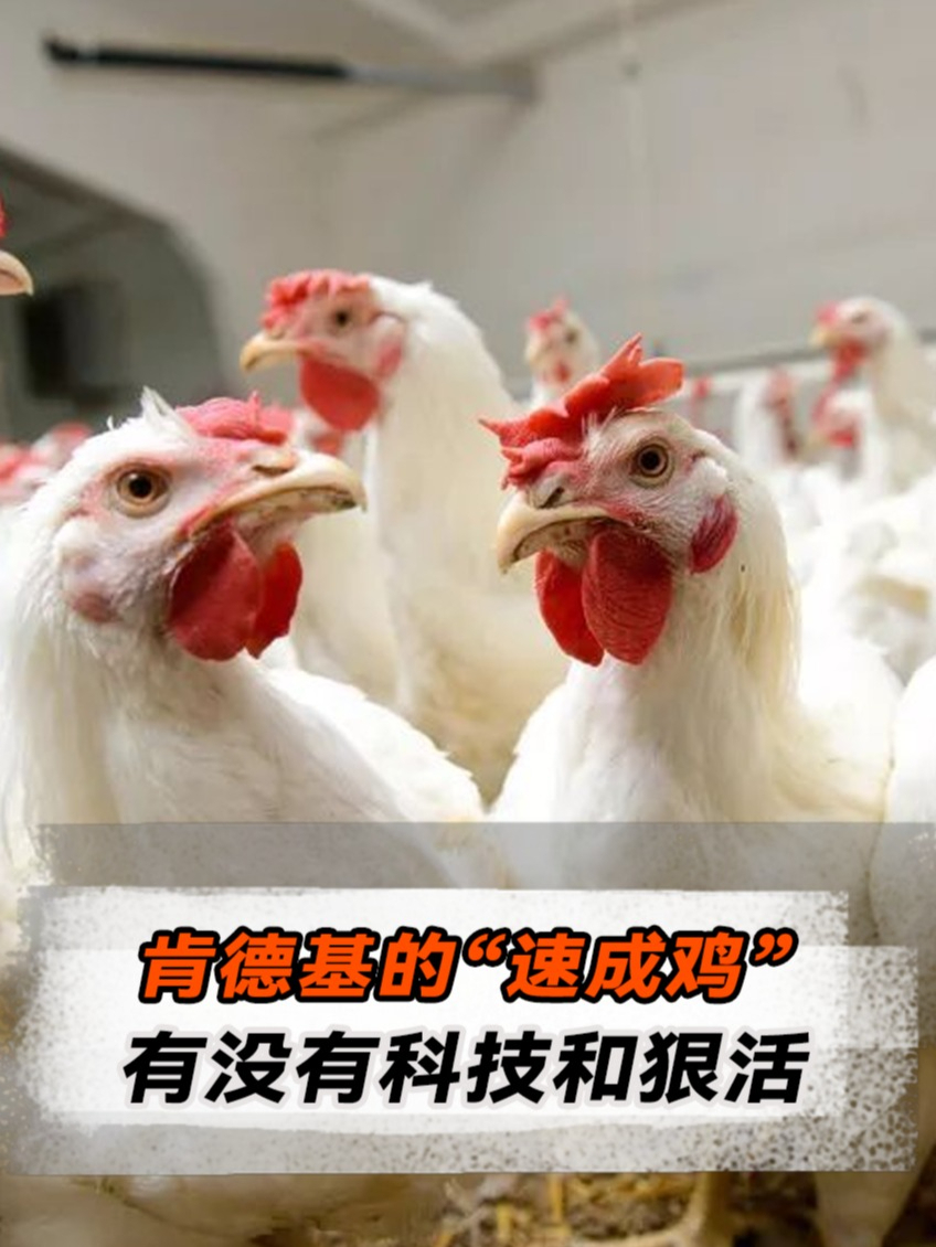 从孵化到上桌只需45天,肯德基的“速成鸡”,有没有科技和狠活