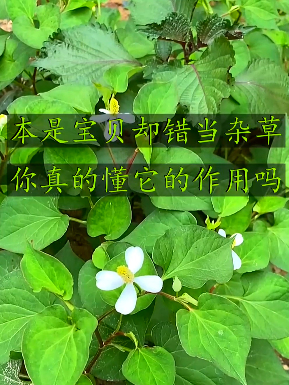 鱼腥草也叫折耳根,吃多了肚子感觉胀胀的,这时可以吃点鱼腥草