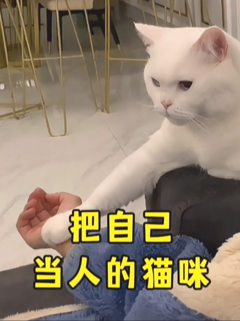 搞笑视频 猫咪:小伙子,你有点儿肾虚啊