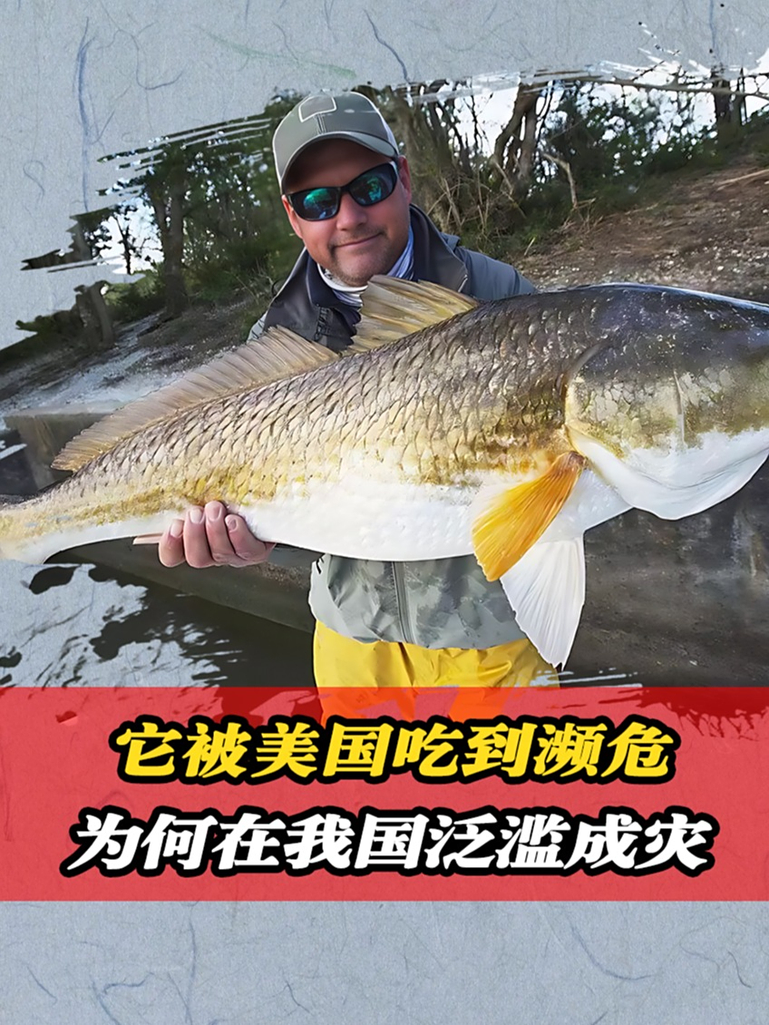 逆向入侵?在美国被吃到濒临灭绝的红鱼,为啥在中国泛滥成灾