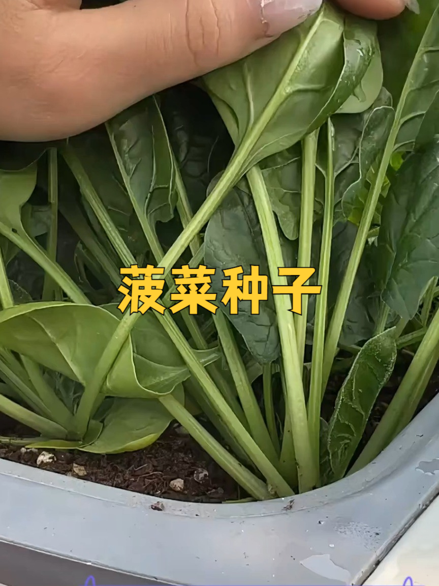 选好菠菜种子,给家人新鲜的菠菜
