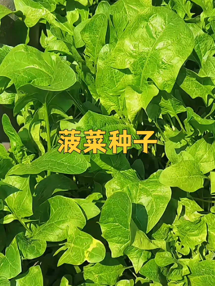 菠菜种子,种出生活的美好滋味