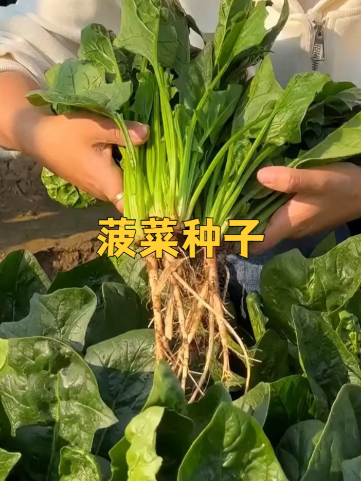 种菠菜种子,享受宁静的田园时光