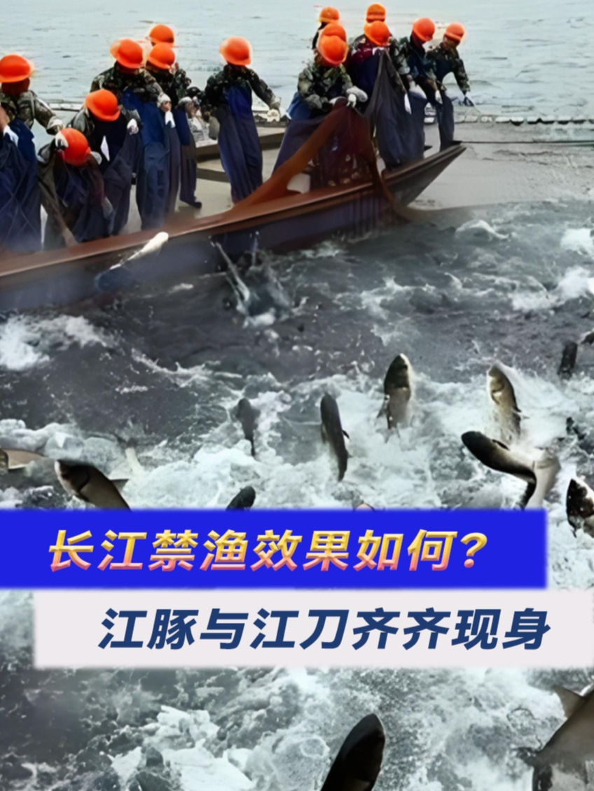 长江禁渔效果如何?江豚与江刀齐齐现身,鱼群黑压压一片